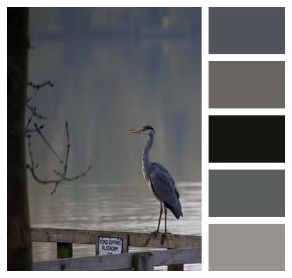 Water Heron Grey Heron Morning Image